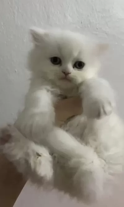 British Longhair Kedisi