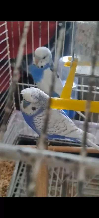 Hazır Takım Yavru Alınmış Muhabbet Kuşu Video Atarım