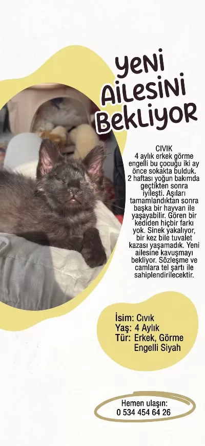 Kedimiz Civik Yuva Ariyor