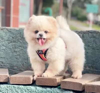 Pomeranian Boo Ayicik Tip Irk Garantili Aşılar Tam Egitimli