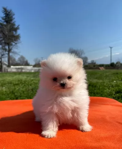 Pomeranian Bebekler