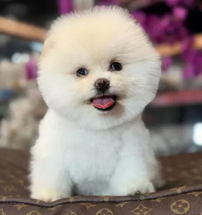 Tedy Bear Bobo