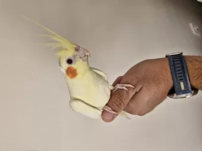 Dişi Uysal Ele Alışkın Sultan Papağanı