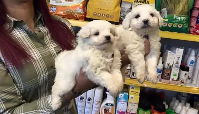 Kar Beyaz Irk Garantili Maltese Terrier Yavruları