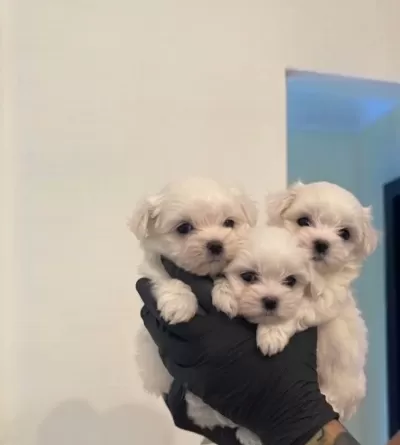 Safkan Maltese Terri̇er Yavrulari
