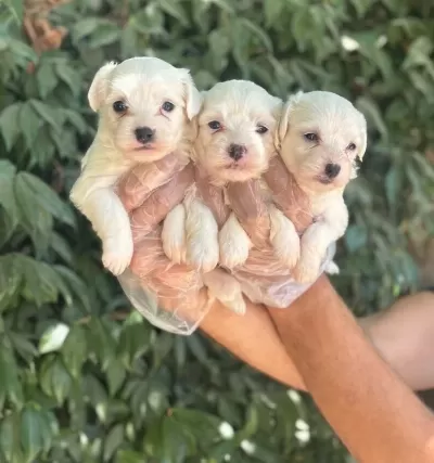 Orjinal Irk Ve Sağlık Garantili Maltese Terrier Yavrularım