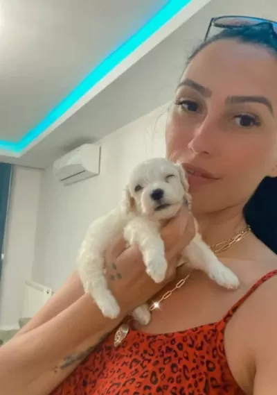 Maltese Yavrularım Sağlık Ve Irk Garantilidir