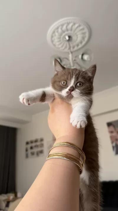 Dişi Cinnamon Bicolor British Shorthair