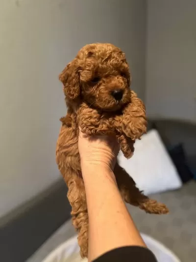 Toy Poodle Veteriner Kontrolünde Büyüyen Yavrularımız
