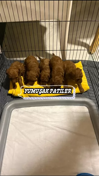 Toy Poodle Dişi Erkek