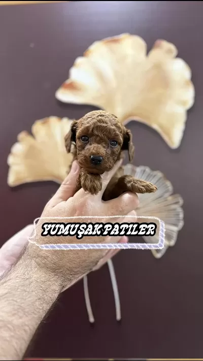 Harika Red Toy Poodle