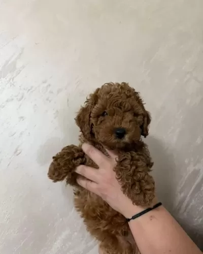 Toy Poodle Veteriner Kontrolünde Büyüyen Yavrularımız