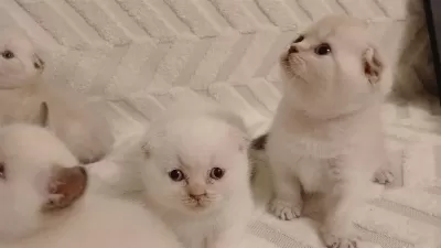 Scottish Fold Güzellikler Teslime Hazır
