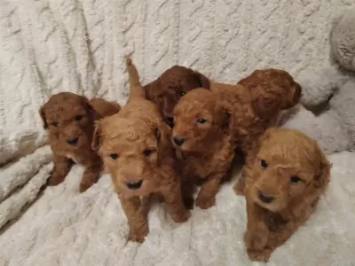 Toy Poodle Orjinal Safkan Yavrular