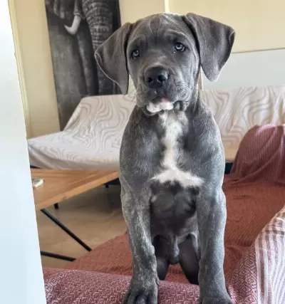 Canecorse