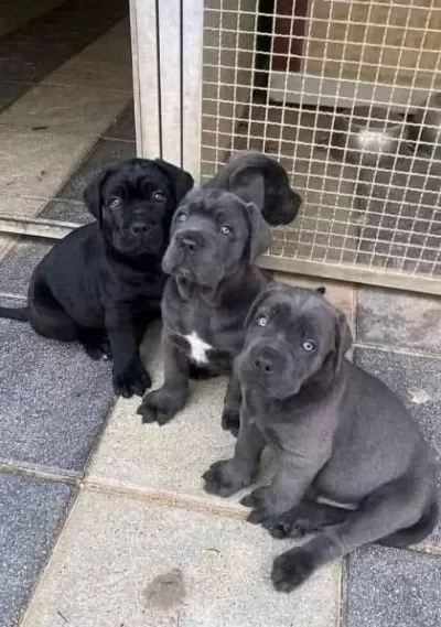 Üst Kali Te Cane Corso