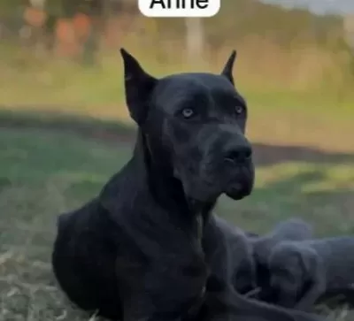 Cane Corso