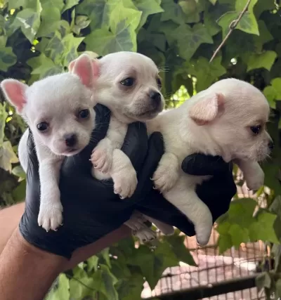Efsane Elma Kafa Chihuahua Yavrularımız
