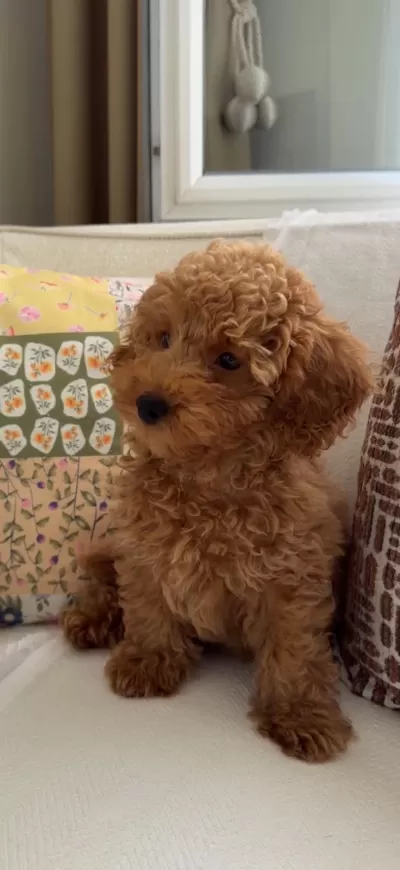 Poodle Yavrumuza Acil Yuva Ariyoruz