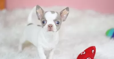 Egzotik Lilac White Chihuahua