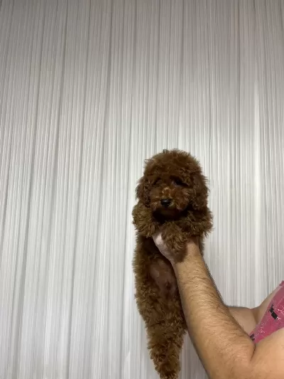 Toy Poodle Bebeklerimiz