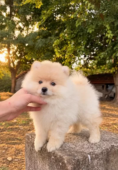 Pomeranian Boo Dişi Erkek Yavrularimiz