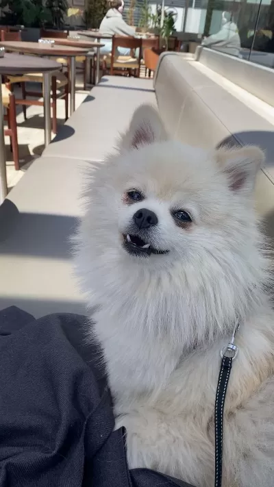 Köpeğimize Yeni Yuva Arıyoruz
