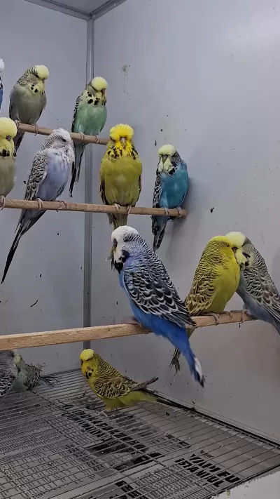 Show Jumbo Muhabbet Kuşları