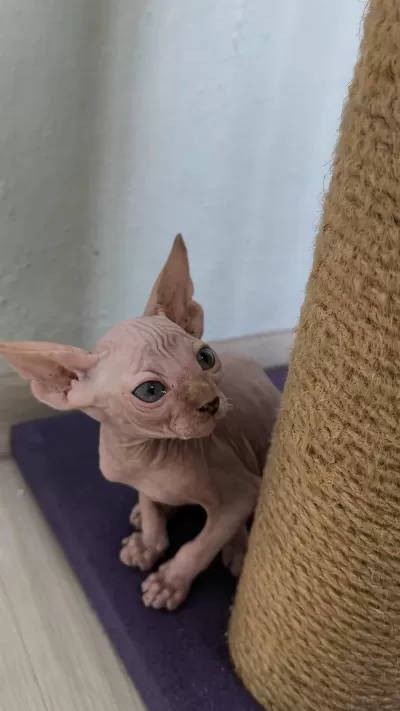 Sağlıklı Sphynx Home Nirvana