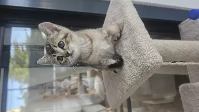 British Shorthair Kırma 6 Haftalık Yavru Kediler Ücretsiz