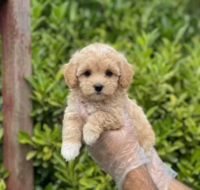 Krem Malti̇poo Yavrular Vonalp Petshopdan