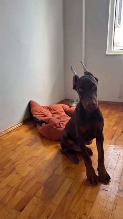 Full Estetikli King Doberman