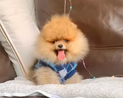 Pomeranian Boo Irk Ve Sağlık Garantili Tuvalet Eğitimli