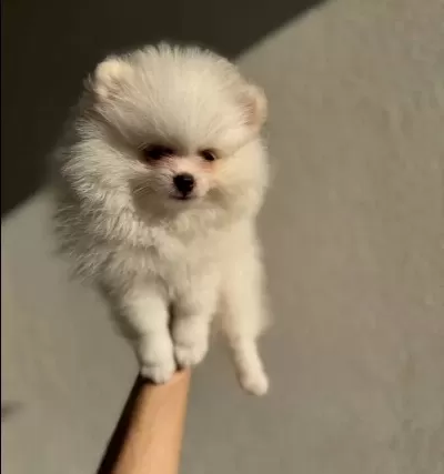 Beyaz Pomeranian Boo 2 Aylık