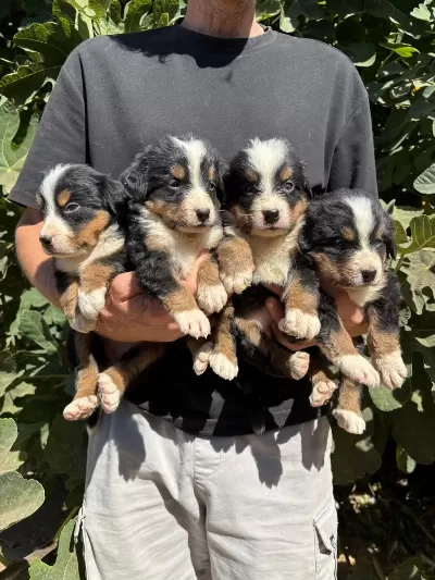 Safkan Kaliteli Bernese Yavrularımız