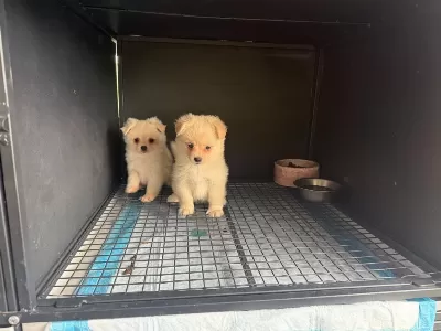Sağlıklı Pomeranian Spitz