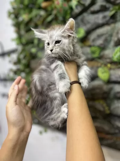 Şecereli Üretim İzinli Maine Coon Yavrular