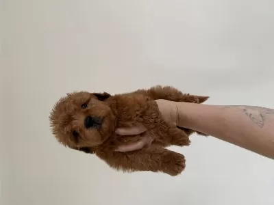 Maltipoo Redbrown Dişi