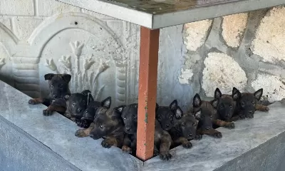 Belçika Malinois Anne Baba Scrli