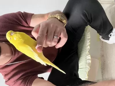 Ele Kola Alişik Uysal Dişi Muhabbet Kuşu