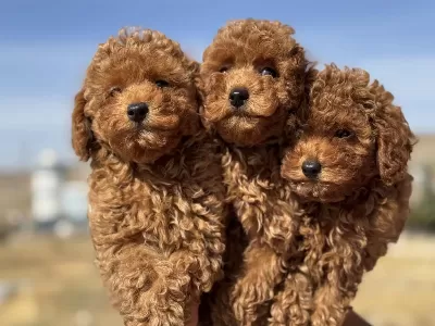 Ankaranın En Elit Toy Poodle Yavruları