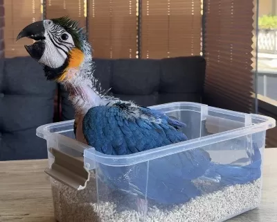 Yasal Belgeli Bebek Yavru Sarilacivert Macaw Papağani