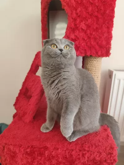 Ücretsiz Scottish Fold Dişi