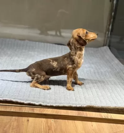 Merle Dachshund Yavrular