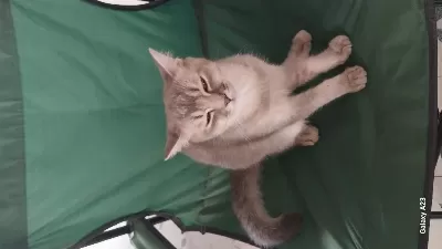7 Aylık 2 Erkek British Shorthair