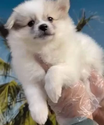 Pomeranian Spitz Yavrular