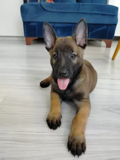 Hırs Küpü Belçika Kurdu Yavruları