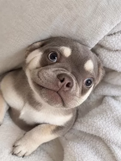 4 Aylık Dişi French Bulldog Lilac Ve Tan
