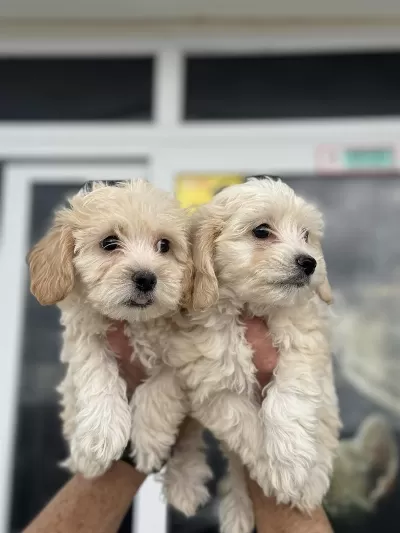 Show Kalite Mini Boy Maltipoo Yavrularımız