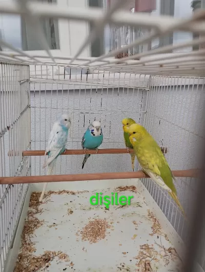 Dişi Ve Erkek Muhabbet Kuşu